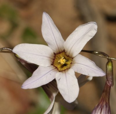 Ixia namaquana, photographed by Brian du Preez