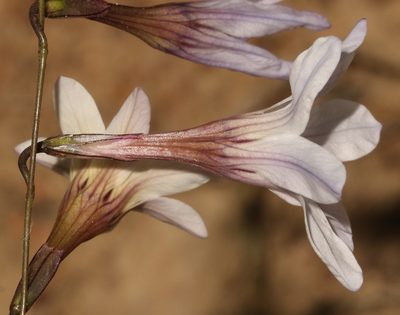Ixia namaquana, photographed by Brian du Preez