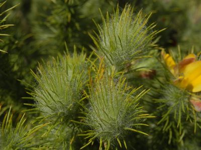 Aspalathus rubiginosa, photographed by Charles Stirton