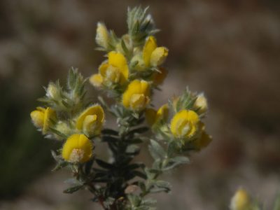 Aspalathus heterophylla, photographed by Charles Stirton