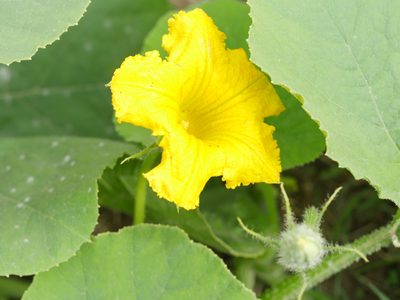 Cucurbita maxima, photographed by Bruce Calvert