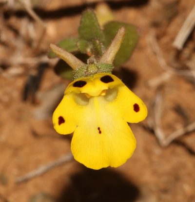 Hemimeris centrodes, photographed by Brian du Preez