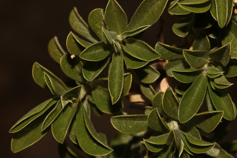 Psoralea striata, photographed by Brian du Preez