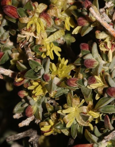 Nenax cinerea, photographed by Brian du Preez