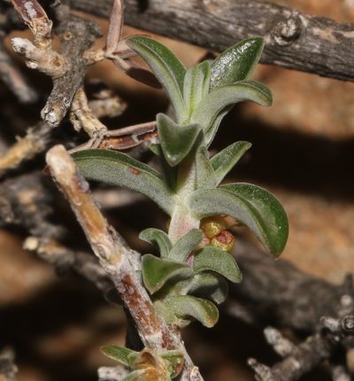 Nenax cinerea, photographed by Brian du Preez