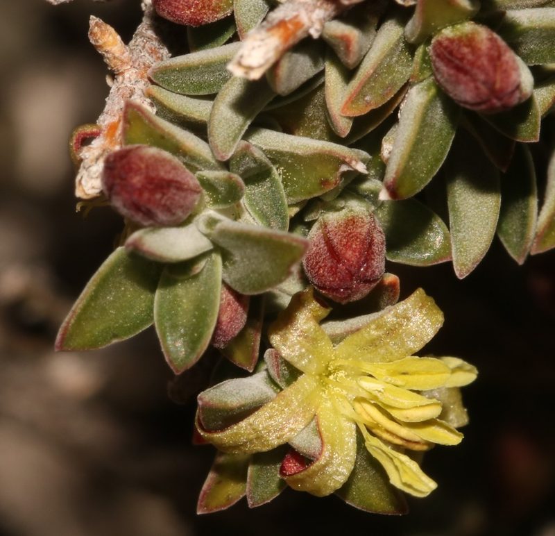 Nenax cinerea, photographed by Brian du Preez