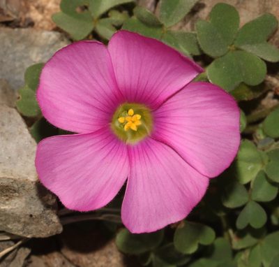 Oxalis heterophylla, photographed by Brian du Preez