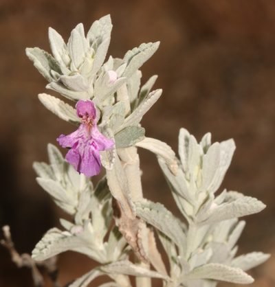 Stachys cuneata, photographed by Brian du Preez