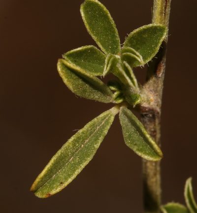 Psoralea candicans, photographed by Brian du Preez