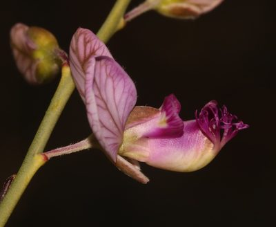 Polygala ephedroides, photographed by Brian du Preez