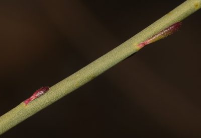 Polygala ephedroides, photographed by Brian du Preez