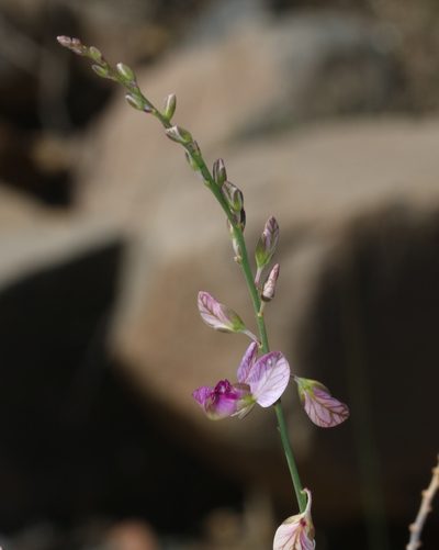 Polygala ephedroides, photographed by Brian du Preez