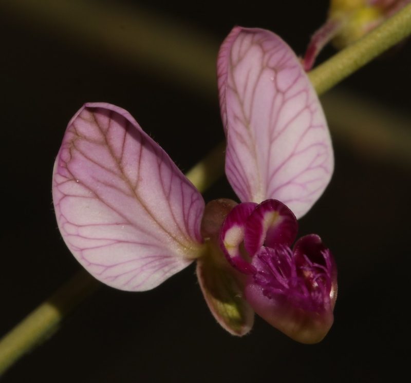 Polygala ephedroides, photographed by Brian du Preez