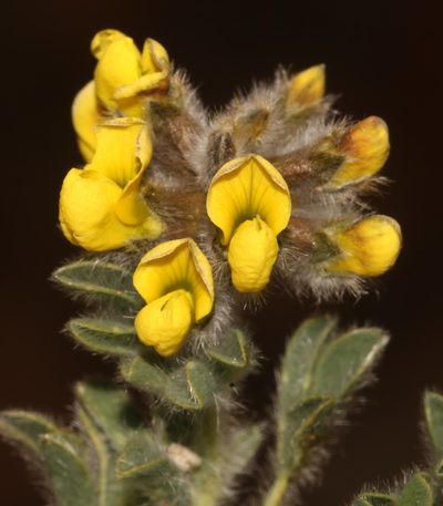 Euchlora hirsuta, photographed by Brian du Preez