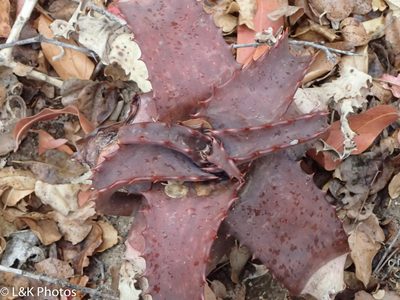 Aloe parvibracteata, photographed by lallen