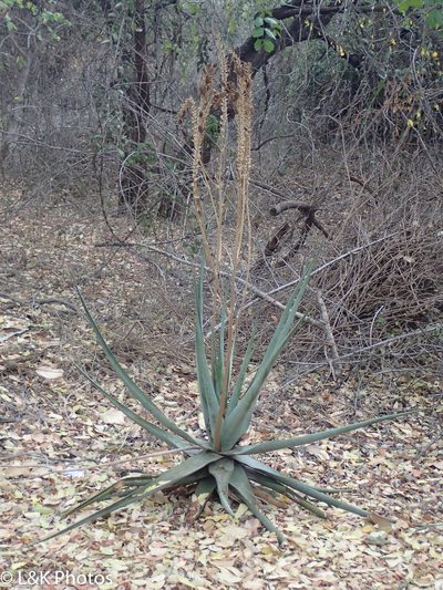 Aloe pienaarii, photographed by lallen