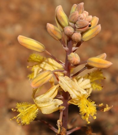 Bulbine torta, photographed by Brian du Preez