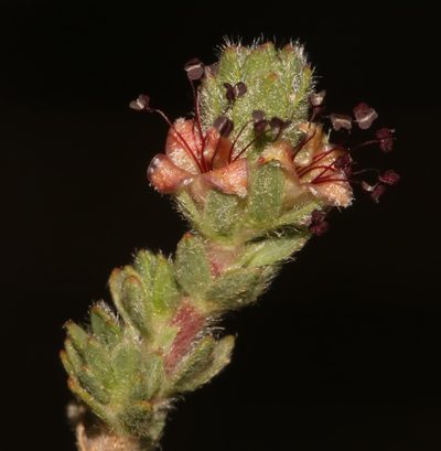 Cliffortia hantamensis, photographed by Brian du Preez