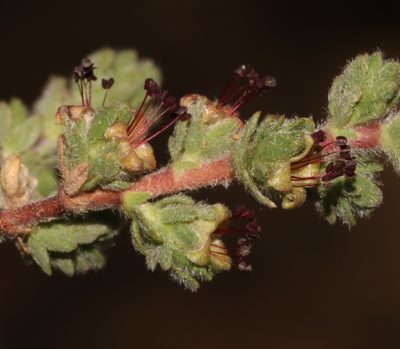 Cliffortia hantamensis, photographed by Brian du Preez