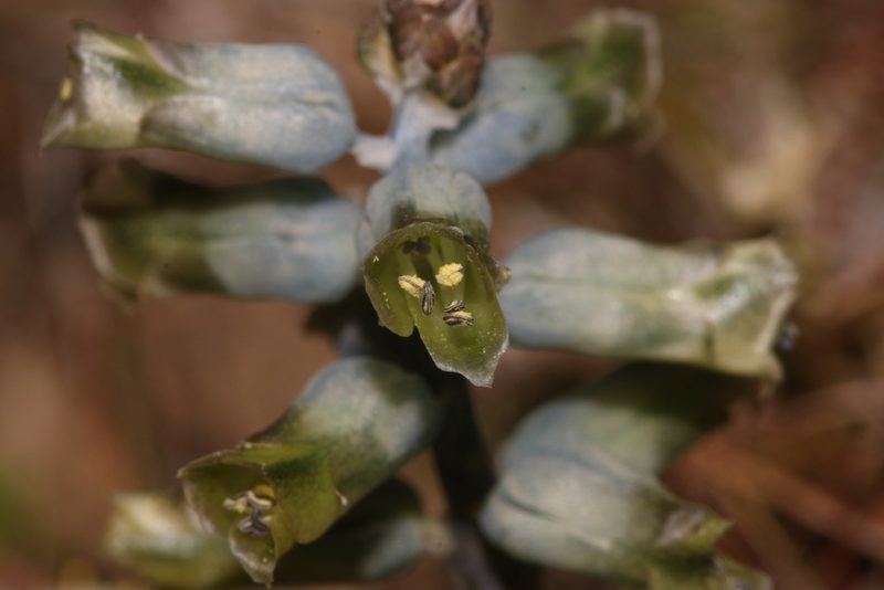 Lachenalia attenuata, photographed by Brian du Preez