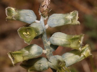 Lachenalia attenuata, photographed by Brian du Preez