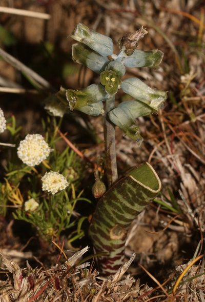 Lachenalia attenuata, photographed by Brian du Preez
