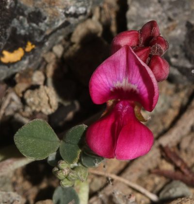 Indigofera hantamensis, photographed by Brian du Preez