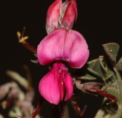 Indigofera hantamensis, photographed by Brian du Preez