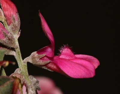 Indigofera hantamensis, photographed by Brian du Preez