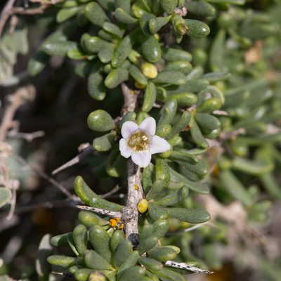 Lycium australe, photographed by Kym Nicolson
