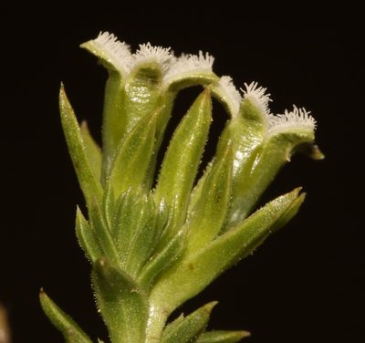Thesium imbricatum, photographed by Brian du Preez