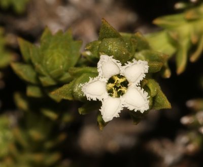 Thesium imbricatum, photographed by Brian du Preez