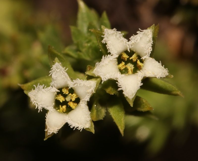 Thesium imbricatum, photographed by Brian du Preez