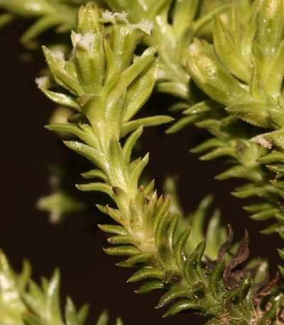 Thesium imbricatum, photographed by Brian du Preez