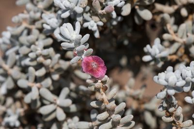 Maireana sedifolia, photographed by Kym Nicolson