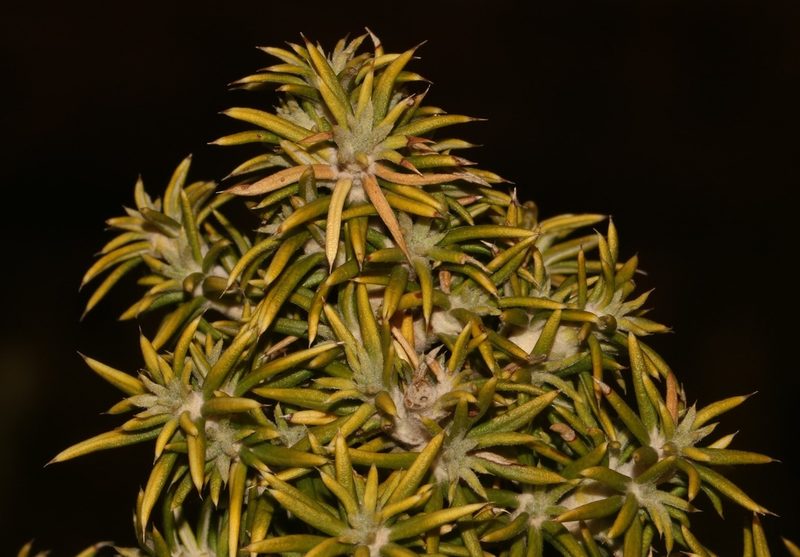 Cliffortia arborea, photographed by Brian du Preez