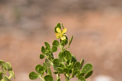 Roepera apiculata, photographed by Kym Nicolson