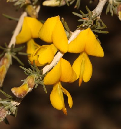Aspalathus rostrata, photographed by Brian du Preez