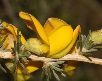 Aspalathus rostrata, photographed by Brian du Preez