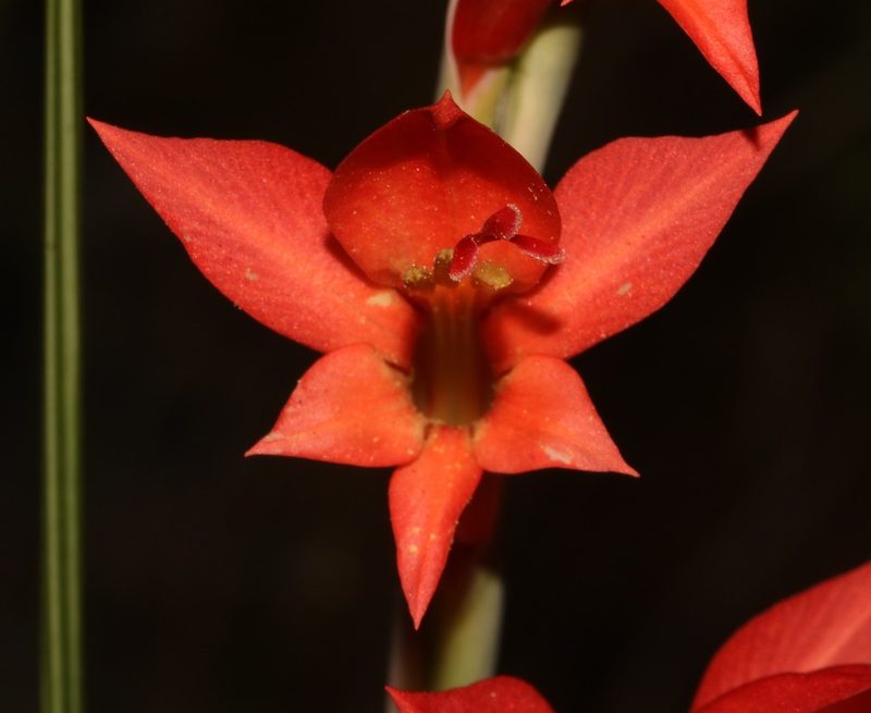 Gladiolus quadrangularis, photographed by Brian du Preez