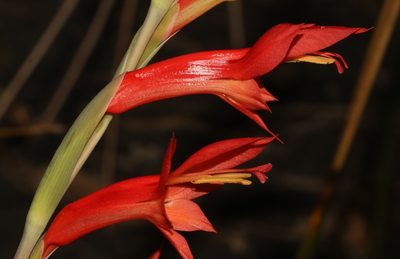 Gladiolus quadrangularis, photographed by Brian du Preez