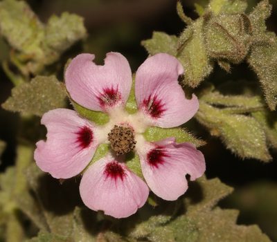 Anisodontea triloba, photographed by Brian du Preez
