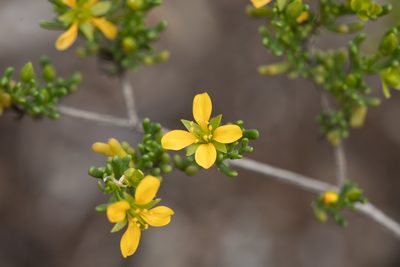 Roepera aurantiaca, photographed by Kym Nicolson
