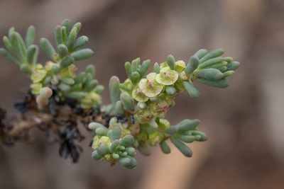 Maireana pentatropis, photographed by Kym Nicolson