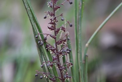 Lomandra micrantha, photographed by Kym Nicolson