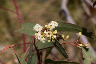 Eucalyptus fasciculosa, photographed by Kym Nicolson