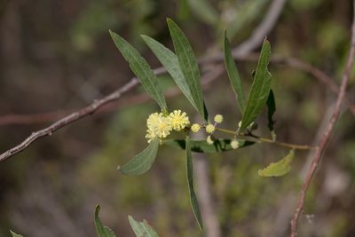 Acacia verniciflua, photographed by Kym Nicolson