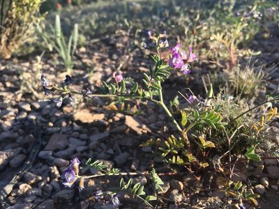 Astragalus emoryanus, photographed by Cecelia Alexander