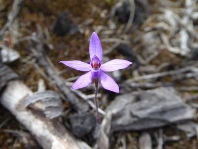 Caladenia minorata, photographed by Kai Squires