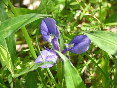 Iris brevicaulis, photographed by eamonccorbett